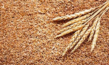 «كييف» تتهم روسيا بنهب آلاف الأطنان من القمح في جنوبي أوكرانيا وشرقها