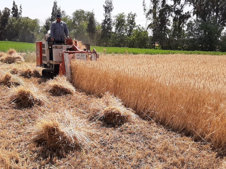 ضحية حصاد القمح.. بتر زراع مزارع في كفر الشيخ