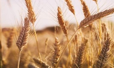 هيئة الطاقة الذرية تكشف تفاصيل إنتاج أصناف قمح جديدة تتحمل الملوحة والعطش