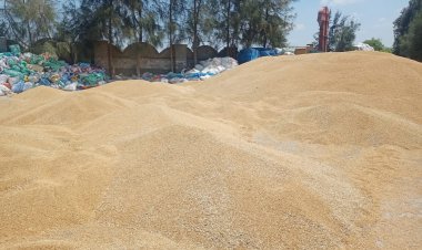 اليوم.. مواقع التخزين بالغربية تستقبل 4597,2 طن قمح محلي