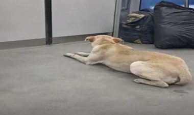 فيديو| كلب يتسلل داخل مترو الانفاق.. والركاب: «نورنا»