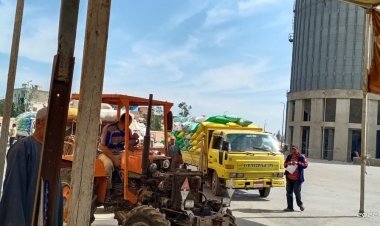 توريد أكثر من 87 ألف طن قمح في صوامع كفر الشيخ| صور