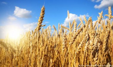 جورجيا تخشى من حدوث مجاعة بسبب الحرب.. بعد نفاذ محصول القمح لديها