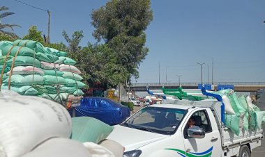 شون وصوامع البحيرة تستقبل 160 ألف طن قمح منذ بدء موسم الحصاد