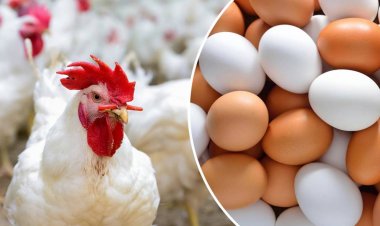 أسعار الدواجن والبيض بالأسواق.. اليوم الأحد 22- 5- 2022