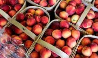 الزراعة تنفي رش محصول الخوخ بـ«مبيدات مسرطنة» 