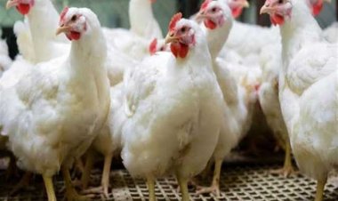 تعرف على سر انخفاض أسعار الدواجن في الفترة الأخيرة
