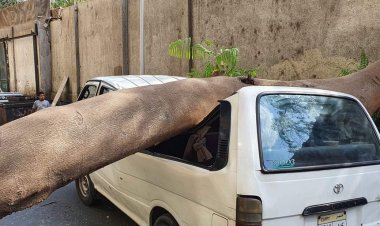 سقوط شجرة يدمر سيارة ميكروباص بأحد شوارع الدقي