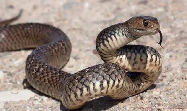 هاجمها أثناء سيرها.. ثعبان يلدغ سيدة بالمحلة الكبرى