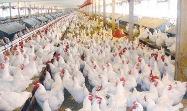 أسعار الدواجن واللحوم والأسماك اليوم الخميس 26 مايو