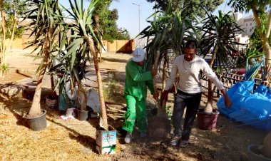 الأقصر: زراعة 1000 شجرة في المبادرة البيئية بالتعاون مع «هيلتون»| صور