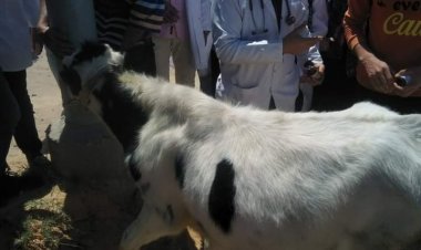 أبرزها علاج 112 ألف رأس ماشية.. مديرية الطب البيطري بالبحيرة خلال شهر