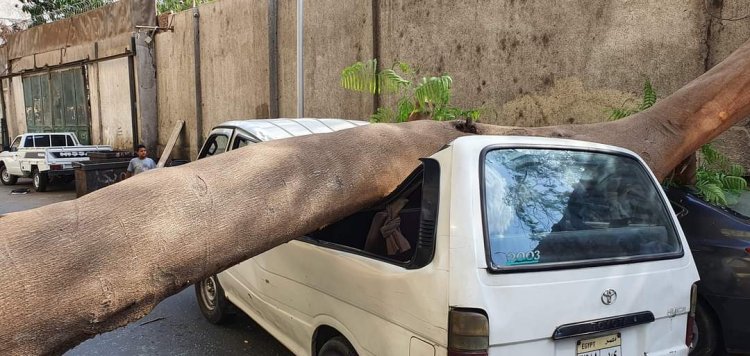 سقوط شجرة يدمر سيارة ميكروباص بأحد شوارع الدقي