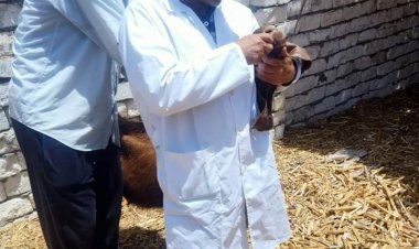 تنفيذ قافلة سكانية شاملة بقرية عمرو ابن العاص بالبحيرة