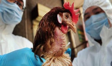 نتيجة للتضخم وإنفلونزا الطيور .. ارتفاع أسعار البيض في فرنسا بنسبة 69%