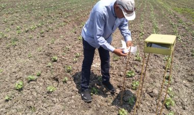 «المكافحة الحقلية» تتابع زراعات القطن والذرة والمحاصيل الصيفية بالبحيرة                      