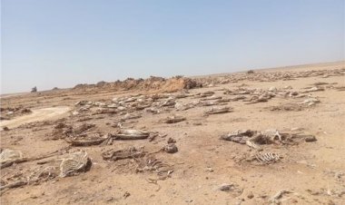 العثور على هياكل حمير مذبوحة ومنزوعة الجلود بطريق الفيوم.. والمحافظ يتخذ إجراءات عاجلة