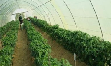 احمي زراعتك من ارتفاع درجات الحرارة بهذه الاجراءات