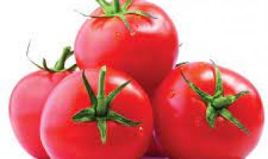 فاو: مصر بالمركز الخامس عالميًا في إنتاج الطماطم