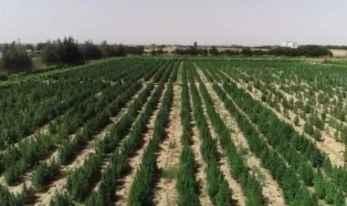 ضبط 25 «مزرعة بانجو» في جنوب سيناء 