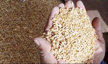 الشرطة تصادر 22 طن قمح لامتناع أصحابهم عن توريدهم