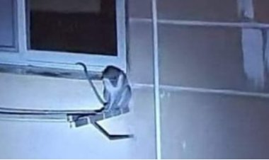 البحث عن الـ«نسناس» الهارب.. يسرق شقق المواطنين بالشيخ زايد