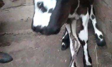 حدث بالغربية.. ولادة عجل بثلاثة أعين وفكين!