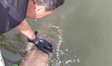 مأساة فى المنيا.. العثور على جثة ربة منزل وأطفالها الثلاثة فى ترعة الإبراهيمية