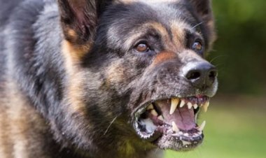 إصابة شاب هاجمته «كلاب ضالة» بمنطقة الزاوية الحمراء