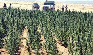 العثور على 260 مزرعة لـ«المواد المخدرة» بجنوب سيناء