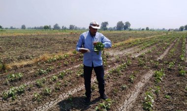 زراعة 44 ألف فدان قطن و29 ألف أرز و 74 ألف ذرة بالبحيرة 