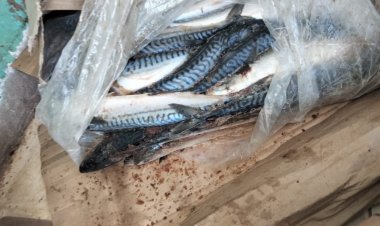 ضبط 2 طن أسماك غير صالحة للاستهلاك الآدمي في حملة بكفر الشيخ