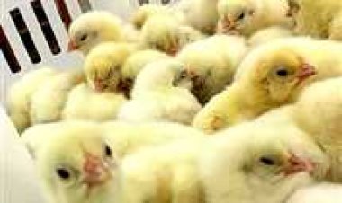 سقوط «مستريح الكتاكيت» بالجيزة.. ادعى توظيف الأموال بتجارة الدواجن 