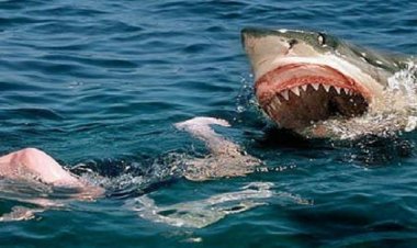 سمكة قرش تهاجم سائحة وتنهي حياتها في أحد شواطئ الغردقة.. (فيديو)