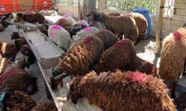  39 شادرا لبيع الخراف الحية والقائم بـ90 جنيه