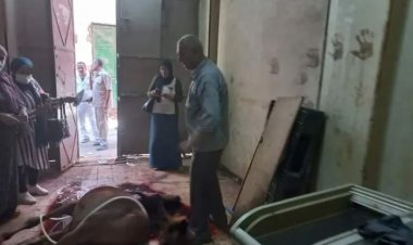 «قبل فرمها وبيعها».. فيديو| ضبط أحصنة مذبوحة بمحل جزارة بالقليوبية