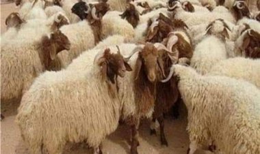 عيد الأضحى المبارك.. فتح المجازر الحكومية مجانا وغرامة فورية للذبح بالشوارع