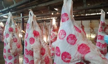 الزراعة. ذبح 7000  اضحية مجانا للمواطنين بالمجازر صباح أول أيام عيد الأضحى 