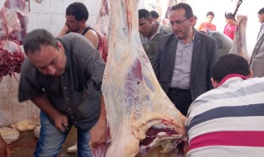 بيطري كفر الشيخ تعلن استقبال 566 أضحية في ثاني أيام العيد