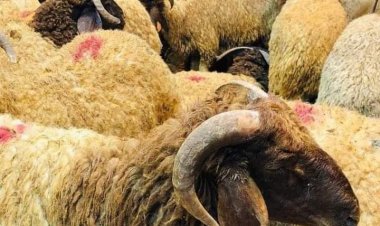 استقبال 577 أضحية بمجازر القليوبية في أول أيام عيد الأضحى