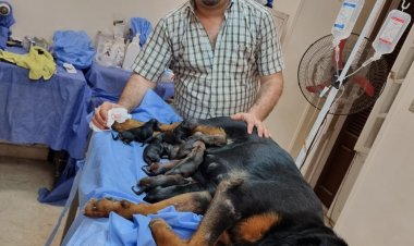 أنجبت 9 جراوي صغيرة.. ولادة قيصرية للكلبة «كاندى» ببنها