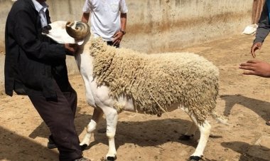 الزراعة: 19623 رأس من الأضاحي ذبحها المصريين في العيد