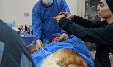 بعد موت 3 جراو داخل الرحم..  ولادة قيصيرية ناجحة «للكلبة بيلا» وإنقاذ 6 آخرين