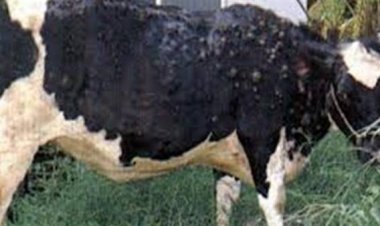 اليوم.. الزراعة تطلق حملة قومية للتحصين ضد الحمى القلاعية