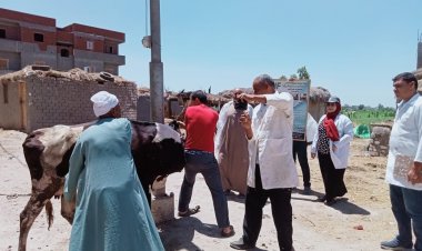 تحصين 18 ألف رأس ماشية بأول أيام الحملة القومية ضد مرض الحمى القلاعية و الوادى المتصدع بالبحيرة