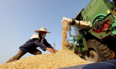 الصين تشهد حصادا وفيرا في الحبوب الصيفي