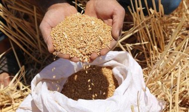 توريد نحو 77 طن من الذهب الأصفر لصوامع الشرقية 