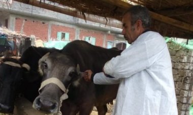 180 لجنة بيطرية لتحصين أكثر من 5 ألاف رأس ماشية ضد حمى الوادي المتصدع