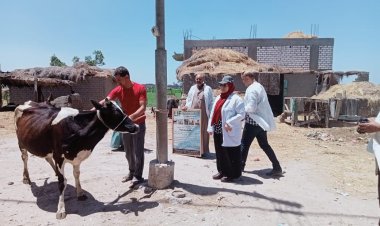 استمرار فعاليات الحملة القومية للتحصين ضد مرض الحمى القلاعية بالبحيرة