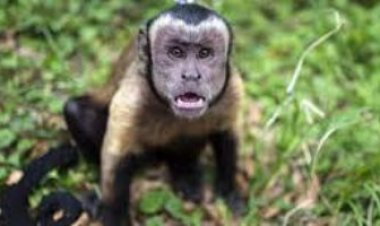 قرد على قوائم المطلوبين باليابان.. الشرطة: «هاجم 10 أشخاص»